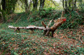 Dragon de Touldu