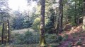 Ascension en forêt