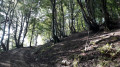 ascension pour partie en sous bois de hêtres.