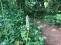 Asperge sauvage Asperge sauvage