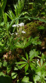 Aspérule Odorante