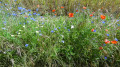 Association de bleuets et coquelicots (13/06/2021)