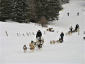 Attelage de chiens de traineaux.