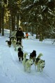 Attelages de chiens de traineaux