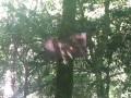 Dans le haut du bois de Bénac sur les pentes de l'Araü Dans le haut du bois de Bénac sur les pentes de l'Araü
