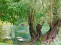 Au bord du Loing