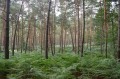 Forêt de Coye et Abbaye d'Hérivaux à Luzarches Forêt de Coye et Abbaye d'Hérivaux à Luzarches