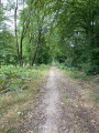 Au c&oelig;ur des bois