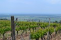 au loin le clos vougeot