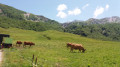 Troupeau de vaches Tarentaises