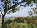 Au milieu de la chênaie