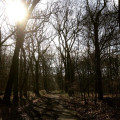 Au milieu de la forêt Au milieu de la forêt