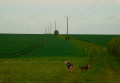 Au milieu des champs