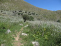 Au milieu des fleurs Au milieu des fleurs