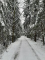 Au milieu des sapins