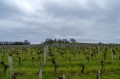 Au milieu des vignes Au milieu des vignes