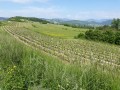 Au milieu des vignes ...
