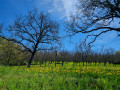 Au pays des noyers
