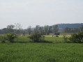 Au pied de la forêt