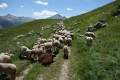 Au retour, route barrée par les moutons