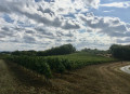 Au royaume de la vigne Au royaume de la vigne