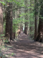 Au sein de la for&ecirc;t