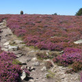 Autour du plateau du Caroux