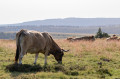 Vaches Aubrac