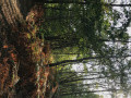 Automne en forêt Automne en forêt