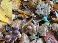 Automne