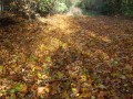 Automne