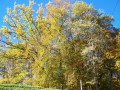 Automne