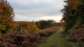 Autumn colours in Staple-edge Woods