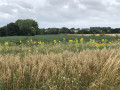 Au fil de la frontière à Blaugies