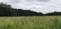 Avant la moisson