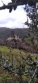 Avapessa