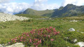 Avec des rhodendron