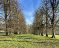 Avenue of trees near The Bury