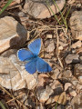 Azuré bleu céleste