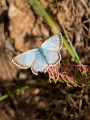 Azuré bleu