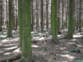 Bacton Woods
