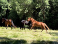Chevaux au pr&eacute;