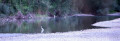 Bain d'aigrette