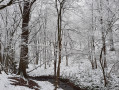 Bois du Grand Fréchy à Biesme   neige