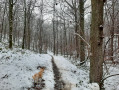 Balade 17 janvier 2018 Bois du Grand Fréchy à Biesme   neige