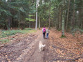ballade en sous-bois