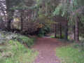 Ballymoyer Woodland path