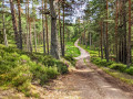 Balmoral Estate Forestry Trail