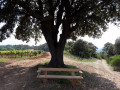 Banc pédagogique du circuit Randonner Autrement "De vigne en vigne" à Brue-Auriac
