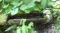 Refuge du Soplat des Nants par le chemin historique Refuge du Soplat des Nants par le chemin historique